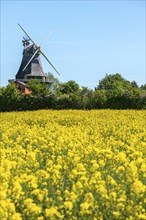 Lindelse Molle, restored mill, Rudkobing, Geo Park South Funen, agriculture, rapeseed cultivation,