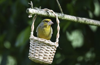 European greenfinch (Chloris chloris) eats sunflower seeds from a basket