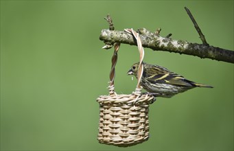 Eurasian siskin (Spinus spinus) eats sunflower seeds from a basket