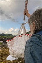 White stork (Ciconia ciconia) being weighed in a bag, ringing in the nest, Göggingen, Sigmaringen