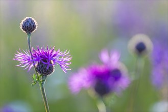 Perennial cornflower (Centaurea montana), Asteraceae, Leibertingen, Upper Danube nature park Park,