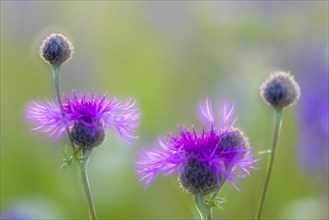 Perennial cornflower (Centaurea montana), Asteraceae, Leibertingen, Upper Danube nature park Park,