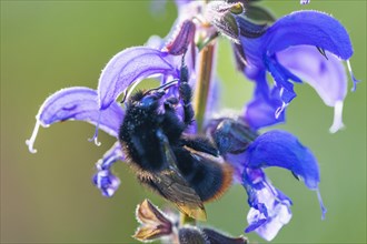 Red-tailed bumblebee (Bombus lapidarius) on a meadow clary (Salvia pratensis), Lamiaceae,