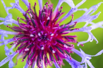 Perennial cornflower (Centaurea montana), Asteraceae, Irndorfer Hardt, Upper Danube nature park