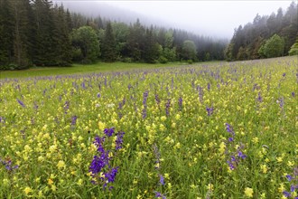 Flowering meadow at the edge of a forest, meadow sage (Salvia pratensis), Lamiaceae, Rhinanthus