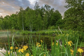 A pond embedded in dense, green foliage and reeds, accompanied by yellow flowers under a cloudy