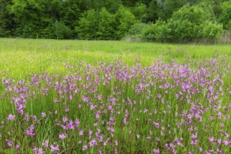 Cuckoo flower (Silene flos-cuculi), carnation family (Caryophyllaceae), wet meadow, Pfullendorf,