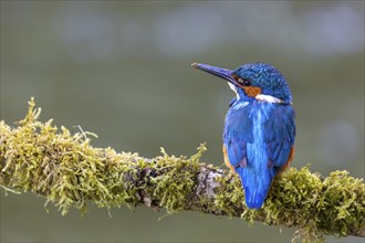 Kingfisher (Alcedo atthis), Kingfishers (Alcedinidae), Inzigkofen, Upper Danube nature park Park,