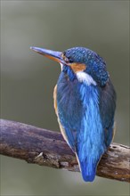 Kingfisher (Alcedo atthis), Kingfishers (Alcedinidae), Inzigkofen, Upper Danube nature park Park,