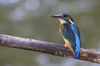 Kingfisher (Alcedo atthis), Kingfishers (Alcedinidae), Inzigkofen, Upper Danube nature park Park,