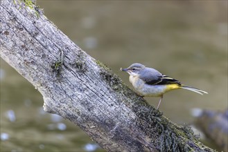 Grey wagtail (Motacilla cinerea), Inzigkofen, Upper Danube Nature Park, Baden-Württemberg, Germany,