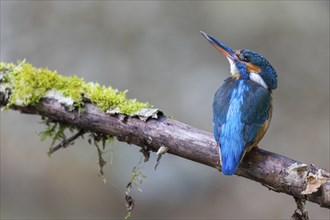 Kingfisher (Alcedo atthis), Kingfishers (Alcedinidae), Inzigkofen, Upper Danube nature park Park,