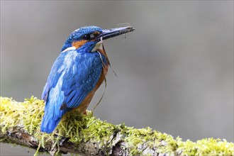 Kingfisher (Alcedo atthis), Kingfishers (Alcedinidae), Inzigkofen, Upper Danube nature park Park,