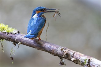 Kingfisher (Alcedo atthis) tending its breeding den, Kingfishers (Alcedinidae), Inzigkofen, Upper