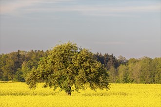 Apple tree (Malus) in a flowering rape field (Brassica napus), Messkirch, Upper Danube nature park