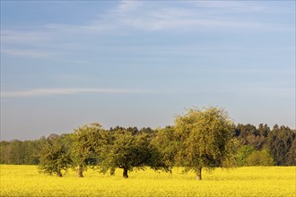 Apple trees (Malus) in a flowering rape field (Brassica napus), Messkirch, Upper Danube nature park