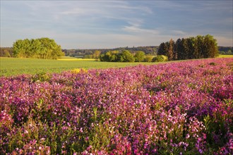 Meadow with red campion (Silene diocia) clove plant (Caryophyllaceae), Messkirch, Upper Danube