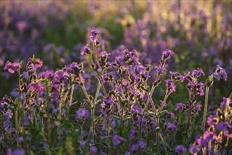 Red campion (Silene diocia) backlit, carnation family (Caryophyllaceae), Messkirch, Upper Danube