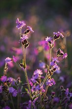 Red campion (Silene diocia) backlit, carnation family (Caryophyllaceae), Messkirch, Upper Danube