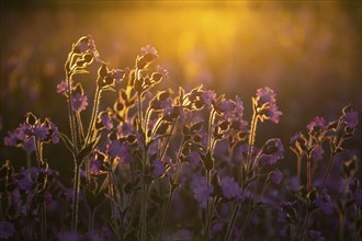 Red campion (Silene diocia) backlit, carnation family (Caryophyllaceae), Messkirch, Upper Danube