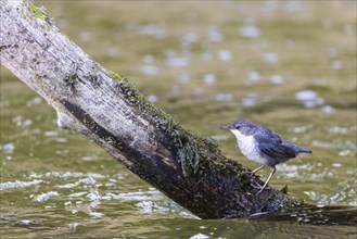 White-throated Dipper (Cinclus cinclus) foraging, Inzigkofen, Upper Danube nature park Park,