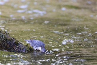 White-throated Dipper (Cinclus cinclus) foraging, Inzigkofen, Upper Danube nature park Park,