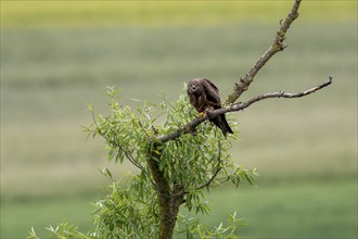 Black Kite (Milvus migrans), Rhineland-Palatinate, Germany, Europe