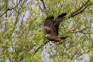 Black Kite (Milvus migrans), Rhineland-Palatinate, Germany, Europe