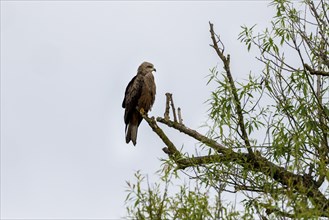 Black Kite (Milvus migrans), Rhineland-Palatinate, Germany, Europe