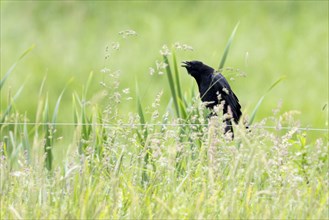 Common raven (Corvus corax), Vulkaneifel, Rhineland-Palatinate, Germany, Europe