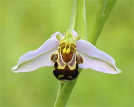 Bee orchid (Ophrys apivera), single flower, close-up of the flower, showing pollen-laden anthers