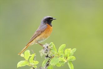 Common redstart (Phoenicurus phoenicurus), male on perch, songbird, wildlife, nature photography,