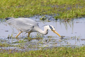 Grey heron (Ardea cinerea) hunting, catching small fish, spring, wildlife, Hüde, Ochsen Moor,