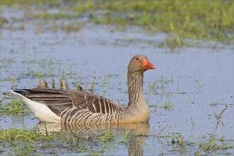 Greylag goose (Anser anser) swimming in a wet meadow, spring, wildlife, nature photography, Hüde,