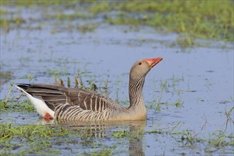 Greylag goose (Anser anser) drinking water in a wet meadow Water, spring, wildlife, nature