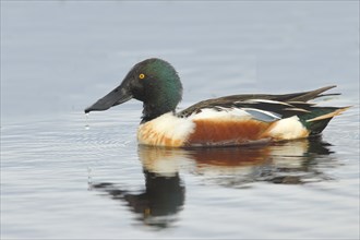 Northern shoveler (Spatula clypeata) swimming on water, spring, wildlife, Hüde, Ochsenmoor, Lake