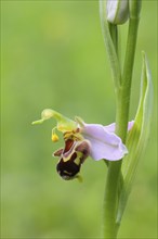 Bee orchid (Ophrys apivera), single flower, close-up of the flower, showing pollen-laden anthers