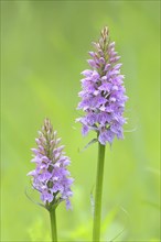 Moorland spotted orchid (Dactylorhiza maculata), flowering wild orchid, two plants, macro, nature