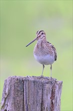 Common snipe (Gallinago gallinago), standing on a pasture fence, snipe birds, wildlife, Ochsenmoor,