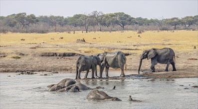 Waterhole with Elephants during winter in the Kruger National Park, South Africa, Africa