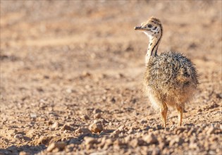 Baby Ostrich at the Cape Peninsula South Africa, close-up shot