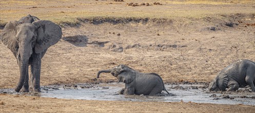 Group of Elephants at a waterhole in the Kruger National Park, South Africa, during winter season,