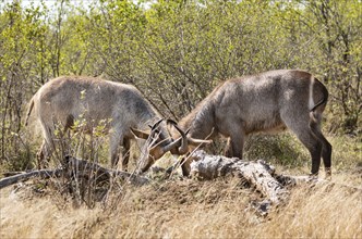 Two young Waterbucks (Kobus Ellipsiprymnus) fighting. Kruger National Park, South Africa, Africa