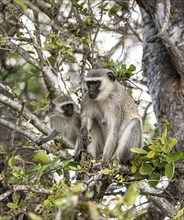 Vervet Monkeys (Chlorocebus Pygerythrus) sitting in a tree. Kruger National Park, South Africa,