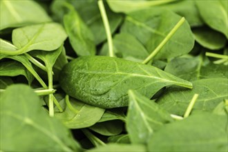 Portion of fresh Spinach as detailed close-up shot (selective focus)