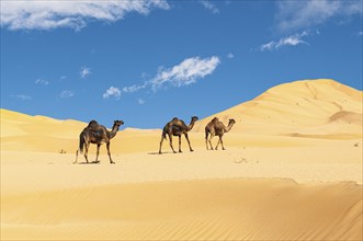 Group of dromedaries in the beautiful Omani Rub al-Chali Desert