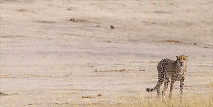 Cheetah in the Kruger National Park, South Africa during winter season