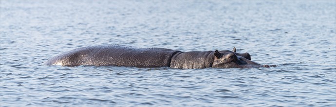 Hippo (mostly submerged) spotted in the Chobe National Park, Botswana, Africa