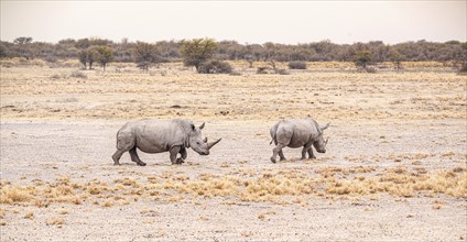 White Rhinoceros spotted in the Khama Rhino Sanctuary, Botswana, during winter, Africa