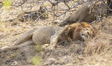 Male Lions (Panthera Leo) at Kruger National Park, South Africa, Africa